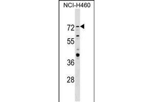Western blot analysis in NCI-H460 cell line lysates (35ug/lane). (RNF207 抗体  (C-Term))