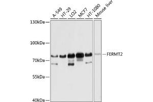 Western blot analysis of extracts of various cell lines, using FERMT2 antibody (ABIN6131926, ABIN6140582, ABIN6140583 and ABIN6224757) at 1:1000 dilution. (FERMT2 抗体  (AA 380-550))