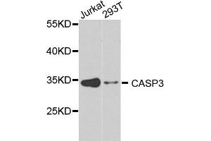 Western blot analysis of extracts of various cell lines, using CASP3 antibody (ABIN5971183) at 1/1000 dilution. (Caspase 3 抗体)