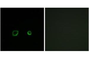 Immunofluorescence analysis of A549 cells, using CNTN4 Antibody. (Contactin 4 抗体  (AA 661-710))