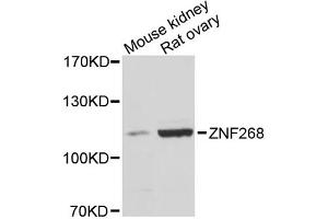 Western blot analysis of extracts of various cell lines, using ZNF268 antibody. (ZNF268 抗体)