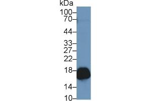 Western Blotting (WB) image for anti-Peroxiredoxin 5 (PRDX5) (AA 1-162) antibody (ABIN7436126)