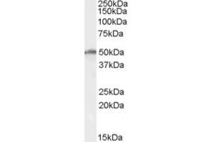 Western Blotting (WB) image for anti-DEAD (Asp-Glu-Ala-As) Box Polypeptide 19B (DDX19B) (AA 408-422) antibody (ABIN292539) (DDX19B 抗体  (AA 408-422))