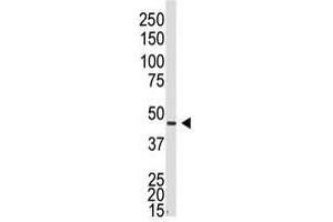Image no. 1 for anti-Gap Junction Protein, alpha 5, 40kDa (GJA5) (N-Term) antibody (ABIN357093) (Cx40/GJA5 抗体  (N-Term))