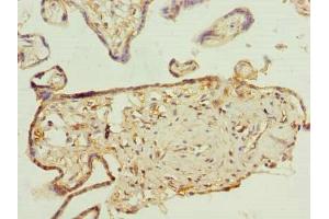 Immunohistochemistry of paraffin-embedded human placenta tissue using ABIN7163641 at dilution of 1:100 (PLEKHA8 抗体  (AA 1-300))