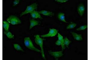 Immunofluorescent analysis of U251 cells using ABIN7142326 at dilution of 1:100 and Alexa Fluor 488-congugated AffiniPure Goat Anti-Rabbit IgG(H+L) (MPST 抗体  (AA 102-208))