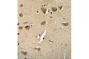 Immunohistochemistry analysis in formalin fixed and paraffin embedded human brain tissue reacted with  Complexin-3 Antibody (Center) followed which was peroxidase conjugated to the secondary antibody and followed by DAB staining. (CPLX3 抗体  (Middle Region))