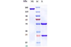 Anti-B7-H2 / ICOSL / CD275 Reference Antibody (prezalumab) on SDS-PAGE under reducing (R) condition. (Recombinant B7-H2 (Prezalumab Biosimilar) 抗体)