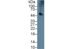 Western Blot; Sample: Mouse Pancreas lysate; Primary Ab: 2µg/ml Rabbit Anti-Mouse PL Antibody Second Ab: 0. (PNLIP 抗体  (AA 201-412))