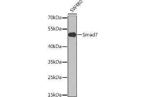 Western blot analysis of extracts of SW480 cells, using Smad7 antibody (ABIN6128715, ABIN6148092, ABIN6148094 and ABIN6214792) at 1:1000 dilution. (SMAD7 抗体  (AA 220-390))