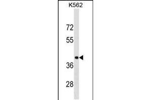 Western blot analysis in K562 cell line lysates (35ug/lane). (PCBP1 抗体  (AA 188-217))