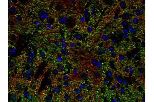 Immunohistochemistry (IHC) image for anti-Solute Carrier Family 6 (Neurotransmitter Transporter, Glycine), Member 5 (SLC6A5) (AA 1-229) antibody (ABIN1742533) (SLC6A5 抗体  (AA 1-229))