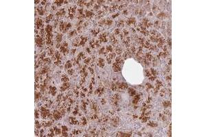 Immunohistochemical staining of human pancreas with CNPY1 polyclonal antibody  shows strong cytoplasmic and nucleolar positivity in exocrine glandular cells at 1:500-1:1000 dilution. (CNPY1 抗体)