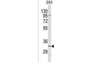 TACO1 Antibody (N-term) (ABIN1539417 and ABIN2849882) western blot analysis in 293 cell line lysates (35 μg/lane). (TACO1 抗体  (N-Term))