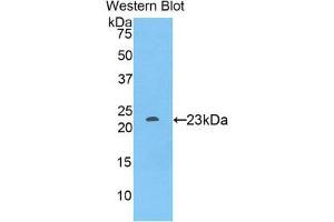 Western Blotting (WB) image for anti-Sialic Acid Binding Ig-Like Lectin 12 (SIGLEC12) (AA 317-512) antibody (ABIN1860552) (SIGLEC12 抗体  (AA 317-512))