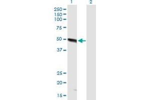 Western Blot analysis of FBXO9 expression in transfected 293T cell line by FBXO9 MaxPab polyclonal antibody. (FBXO9 抗体  (AA 1-437))