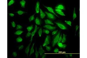 Image no. 4 for anti-SH3 Domain Containing 19 (SH3D19) (AA 94-204) antibody (ABIN466273) (SH3D19 抗体  (AA 94-204))