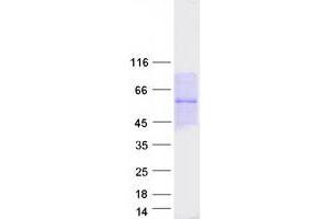 Western Blotting (WB) image for Pellino E3 Ubiquitin Protein Ligase Family Member 3 (PELI3) (Transcript Variant 1) protein (Myc-DYKDDDDK Tag) (ABIN2728650)