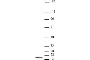 Histone H3 trimethyl Lys4 antibody tested by Western blot. (Histone 3 抗体  (H3K4me3))
