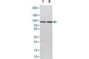 Western blot analysis of cell lysates with HSPA12B polyclonal antibody  at 1:250-1:500 dilution. (HSPA12B 抗体)