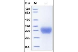 SDS-PAGE (SDS) image for Fc Fragment of IgG, Low Affinity IIb, Receptor (CD32) (FCGR2B) (AA 46-217) (Active) protein (His tag) (ABIN2180754)