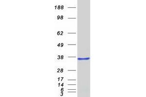 Western Blotting (WB) image for Hairy and Enhancer of Split 6 (HES6) (Transcript Variant 1) protein (Myc-DYKDDDDK Tag) (ABIN2722671)