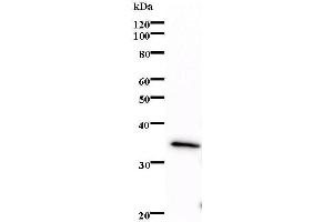 Western Blotting (WB) image for anti-E74-Like Factor 2 (Ets Domain Transcription Factor) (ELF2) antibody (ABIN931188) (ELF2 抗体)