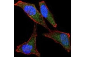 Immunofluorescence analysis of Hela cells using LPlunc1 mouse mAb (green).