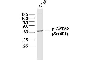 A549 lysates probed with p-GATA2 (Ser401) Polyclonal Antibody, Unconjugated  at 1:300 dilution and 4˚C overnight incubation. (GATA2 抗体  (pSer401))