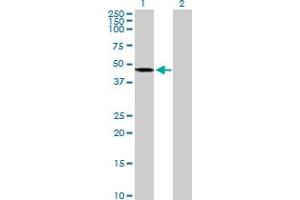 Western Blot analysis of AGK expression in transfected 293T cell line by AGK MaxPab polyclonal antibody. (Acylglycerol Kinase 抗体  (AA 1-422))