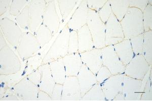 Immunohistochemistry was performed on paraffin-embedded mouse skeletal muscle using caveolin 3 antibody (ABIN7797948), 1:200).
