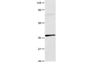 Gel: 10 % SDS-PAGE Lysates (from left to right): Mouse testis tissue Amount of lysate: 20 μg per lane Primary antibody: 1/100 dilution Secondary antibody dilution: 1/8000 Exposure time: 1 minute (Adenosine A3 Receptor 抗体  (Internal Region))