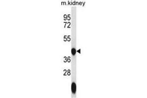 Western blot analysis of GTPBP10 Antibody (C-term) in mouse kidney tissue lysates (35ug/lane). (GTPBP10 抗体  (C-Term))