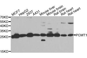 Western blot analysis of extracts of various cell lines, using PCMT1 antibody. (PCMT1 抗体)