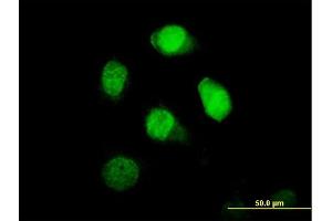Immunofluorescence of purified MaxPab antibody to BRCC2 on HeLa cell. (BLID 抗体  (AA 1-108))