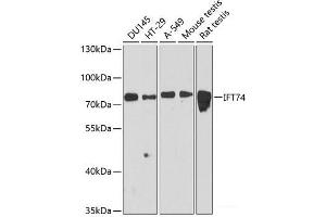 Western blot analysis of extracts of various cell lines using IFT74 Polyclonal Antibody at dilution of 1:3000. (IFT74 抗体)