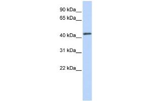 WB Suggested Anti-FOXA2 Antibody Titration:  0. (FOXA2 抗体  (Middle Region))