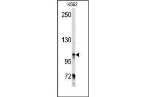 Image no. 1 for anti-Bicaudal D Homolog 2 (BICD2) (C-Term) antibody (ABIN360061) (BICD2 抗体  (C-Term))
