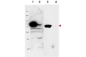 Image no. 2 for anti-Ribosomal L1 Domain Containing 1 (RSL1D1) (Internal Region) antibody (ABIN401398) (RSL1D1 抗体  (Internal Region))