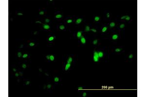 Immunofluorescence of monoclonal antibody to ZNF496 on NIH/3T3 cell. (ZNF496 抗体  (AA 485-585))