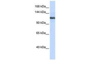 Image no. 1 for anti-Phospholipase A2, Group IVB (Cytosolic) (PLA2G4B) (N-Term) antibody (ABIN6740550) (PLA2G4B 抗体  (N-Term))