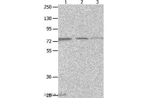 Western blot analysis of A549, Jurkat and 293T cell, using MAGED1 Polyclonal Antibody at dilution of 1:1200