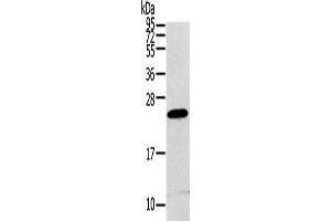 Western Blotting (WB) image for anti-Regulator of G-Protein Signaling 1 (RGS1) antibody (ABIN2424069) (RGS1 抗体)