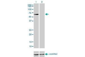 Western Blotting (WB) image for anti-Cystathionine-beta-Synthase (CBS) (AA 1-100) antibody (ABIN7489109)