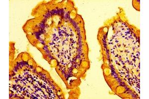 IHC image of ABIN7150978 diluted at 1:100 and staining in paraffin-embedded human small intestine tissue performed on a Leica BondTM system. (AMFR 抗体  (AA 485-643))