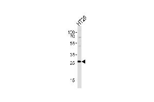 NNMT Antibody (Center) (ABIN657697 and ABIN2846688) western blot analysis in HT29 cell line lysates (35 μg/lane). (NNMT 抗体  (AA 101-130))