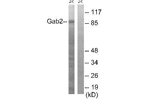 Western blot analysis of extracts from Jurkat cells, using Gab2 (Ab-643) antibody. (GAB2 抗体  (Tyr643))