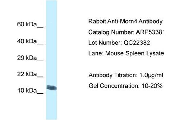 MORN4 抗体  (C-Term)