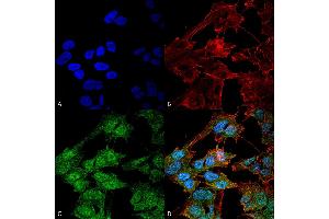 Immunocytochemistry/Immunofluorescence analysis using Rabbit Anti-ATG9B Polyclonal Antibody . (ATG9B 抗体  (AA 110-121))