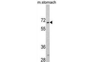 Western Blotting (WB) image for anti-CAMP Responsive Element Binding Protein 3-Like 1 (CREB3L1) antibody (ABIN3002703) (CREB3L1 抗体)